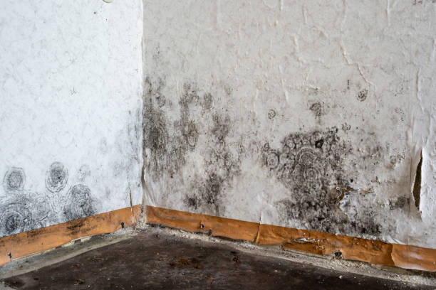 Attic Mold Removal in Eldon, MO